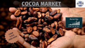 Cocoa Market